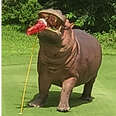 Giant Hippo Decides To Join In On People’s Round Of Golf