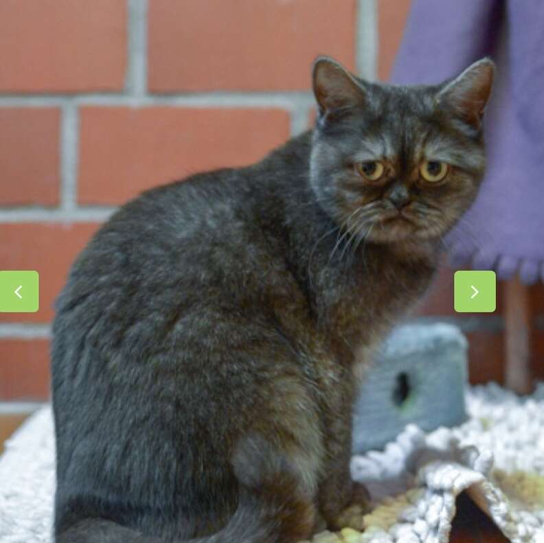 Cat with grumpy face passed over at shelter