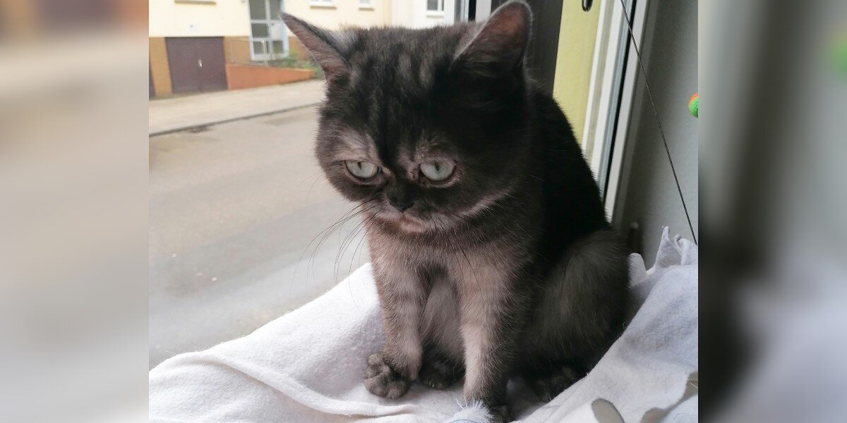 New Grumpy Cat' has permanently sad face due to rare medical condition