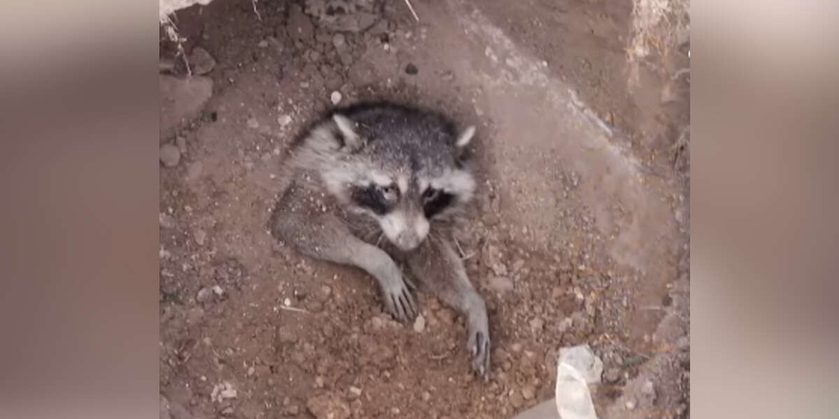 Kindhearted Kids Come To The Rescue Of Raccoon Who Was Buried Alive - The Dodo