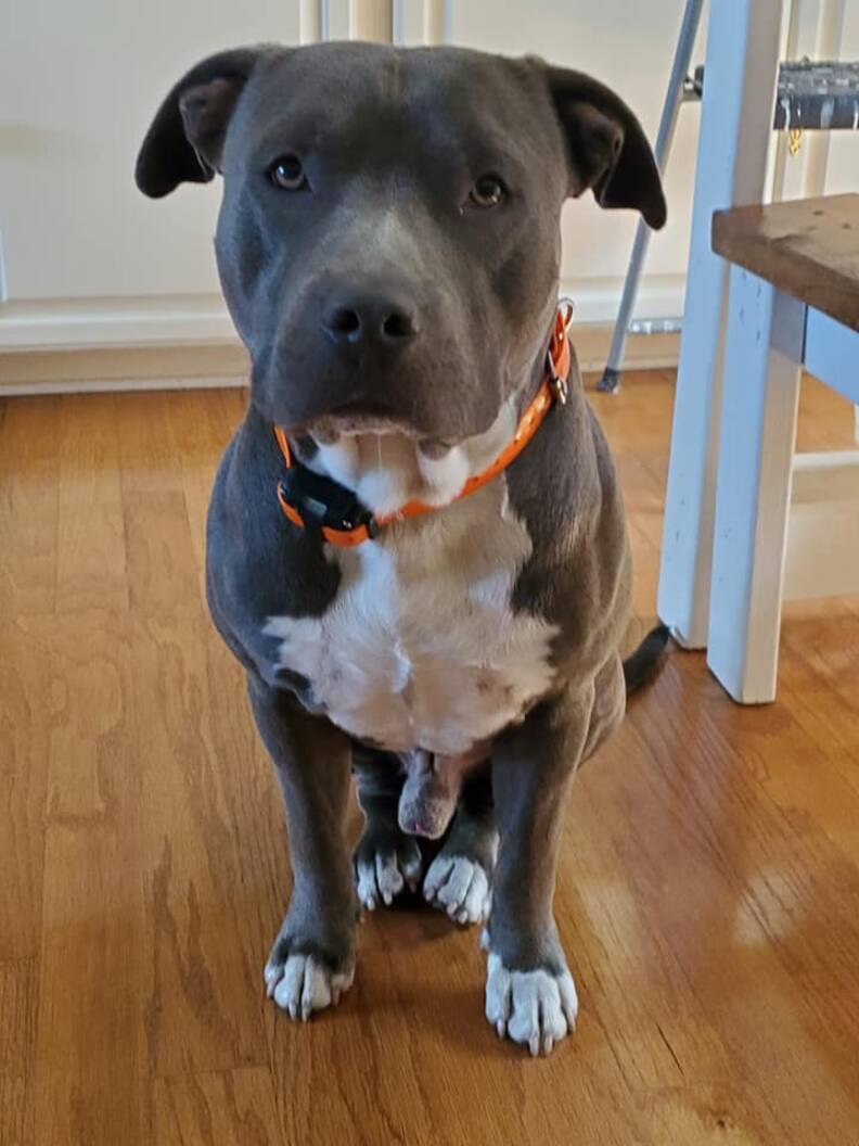 Florida Boy Breaks Down When He Sees His Long-Lost Dog Again - The Dodo