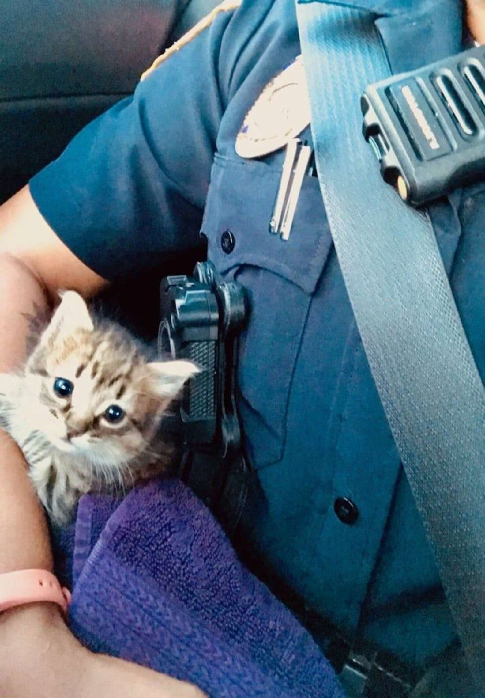 Cutest kitten Sidekick