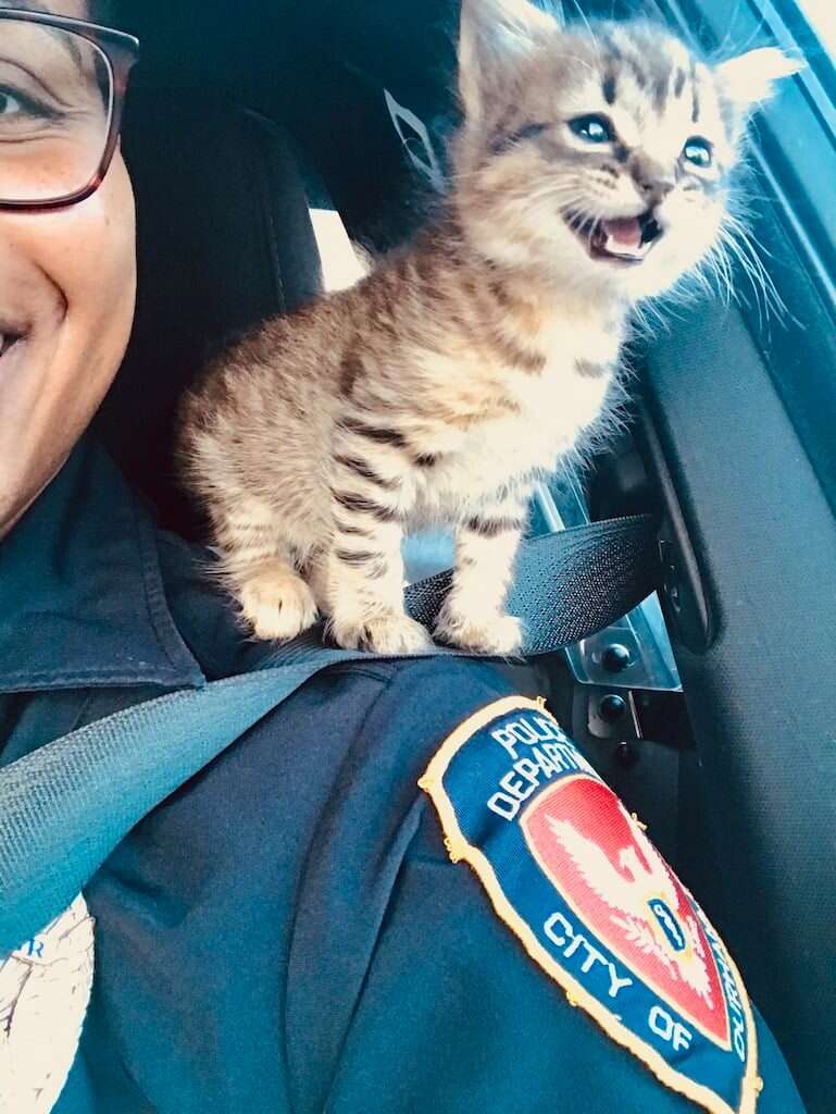 Chloe, the crime-fighting cat': Kitten saved by VCU Police officer