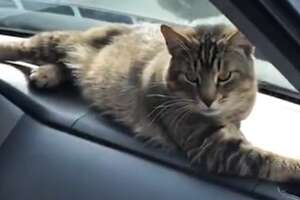 Stray Cat Decides To Work At A Car Shop And Greet Every Customer 