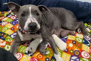 Senior Pittie Gives Birth In Foster Mom's Hand