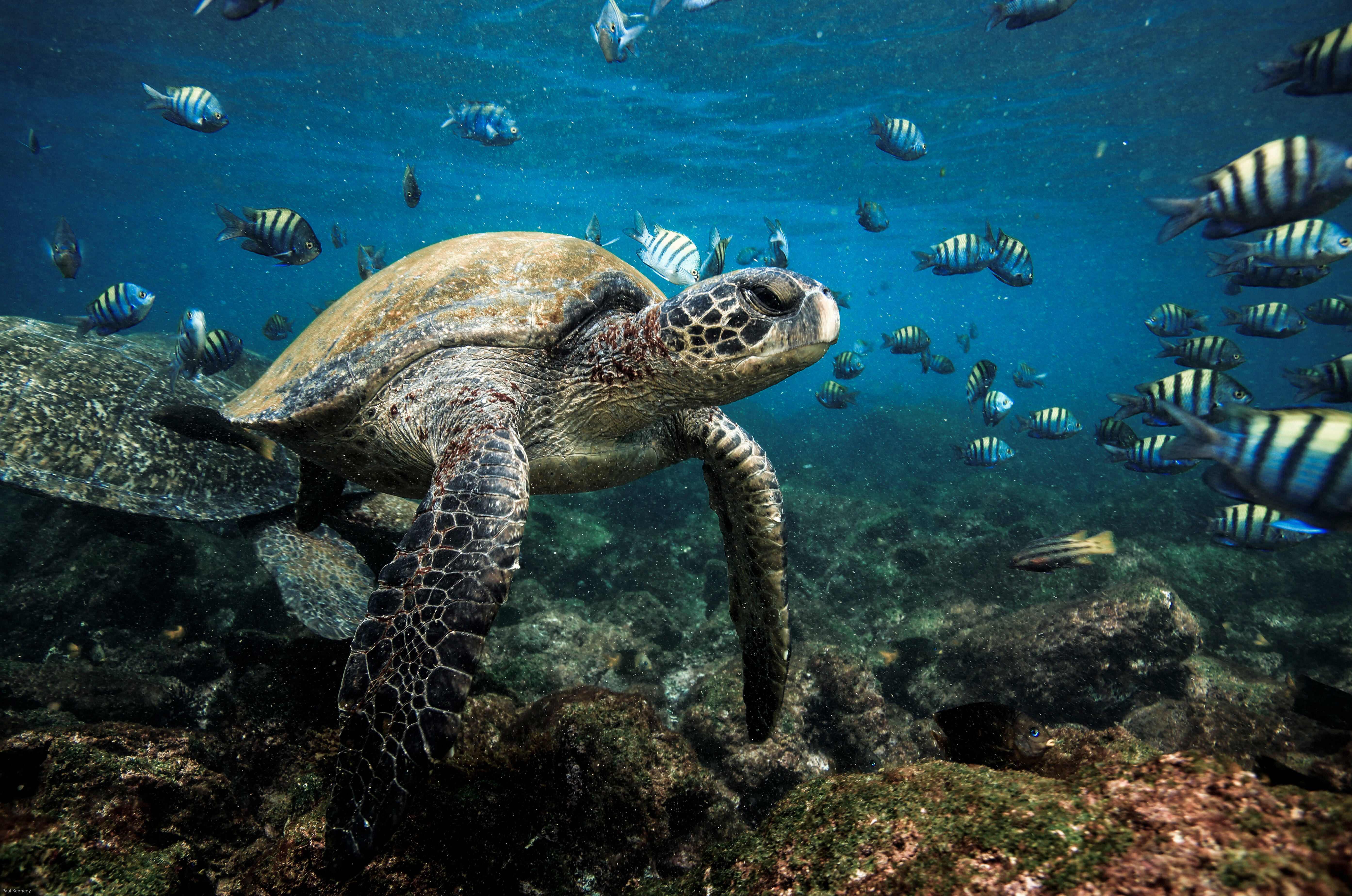 Galapagos Ecuador travel