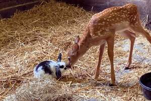 Baby Deer + Baby Bunny = ❤️️❤️️❤️️