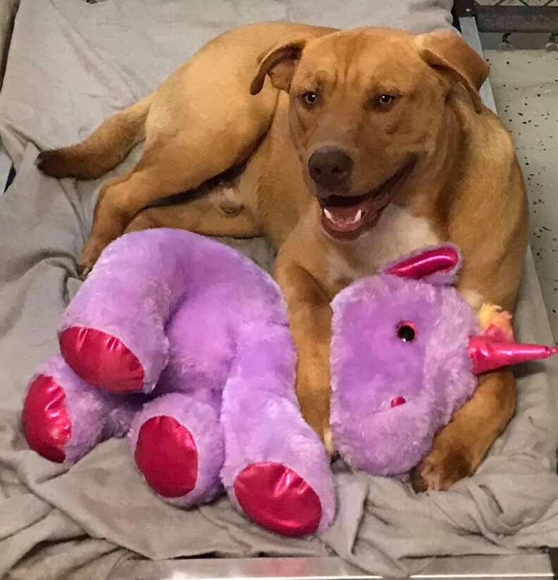 Dog steals unicorn toy from Dollar General