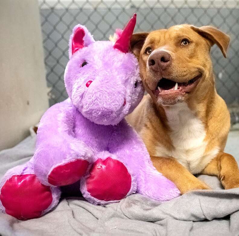 Dog Tried 5 Times To Steal This Fluffy Unicorn From Dollar General - The  Dodo