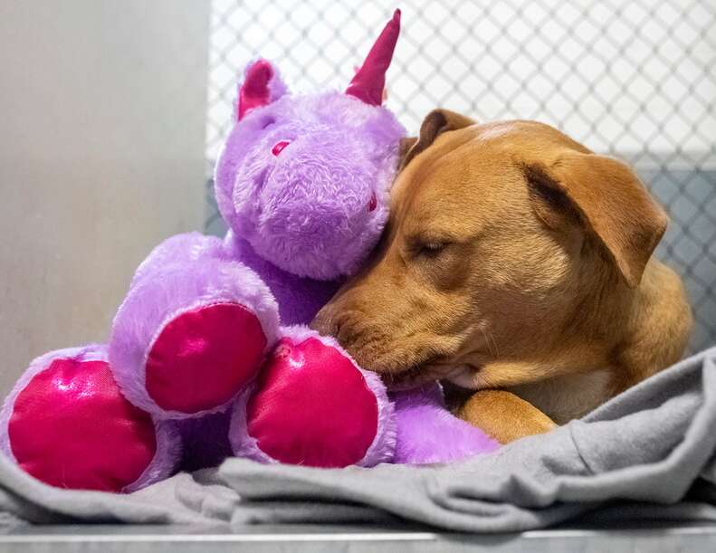 Dog Tried 5 Times To Steal This Fluffy Unicorn From Dollar General - The  Dodo