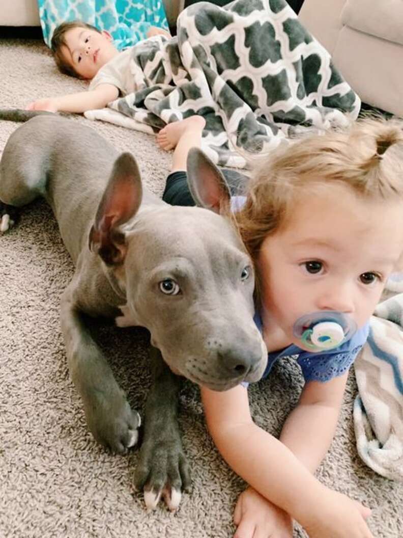 Pit Bull Greets Bus Driver Every Single Day - The Dodo