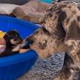 Great Dane Has Raised Hundreds Of Puppies...And Hundreds Of Kittens Too!