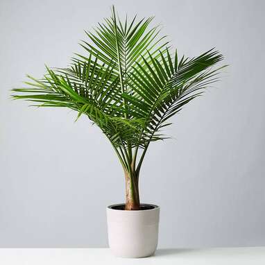 Majesty Palm Floor Plant