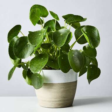 Pilea Peperomioides Plant