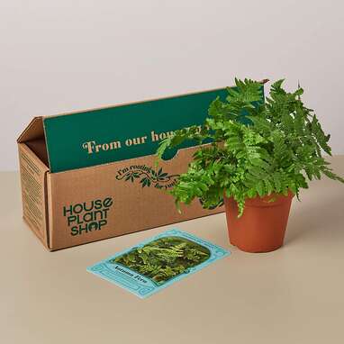 Pet Friendly House Plant Subscription Box