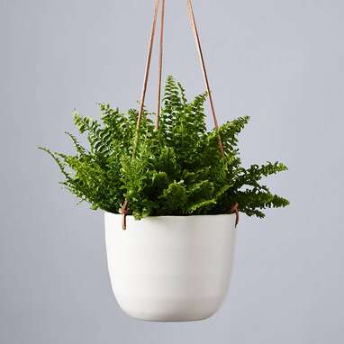 Boston Fern