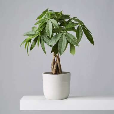 Money Tree Plant