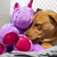 Stray Dog Tried 5 Times To Steal This Fluffy Unicorn From A Store