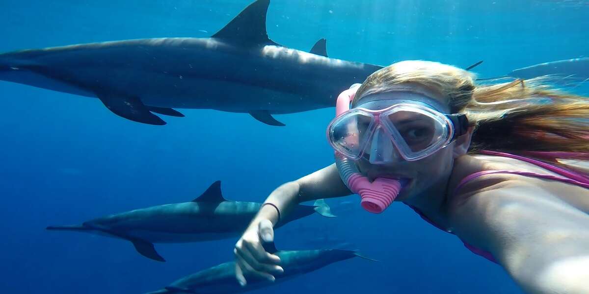 Wild Dolphins Play Catch With Their Favorite Person - Videos - The Dodo