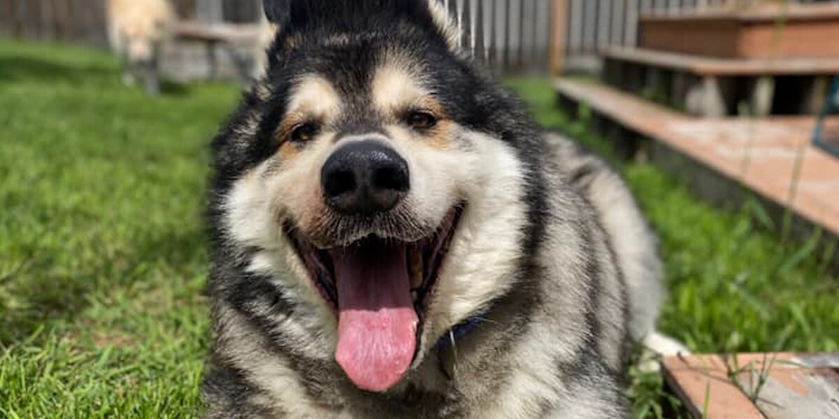 Dog 210 Roots 210-Pound Dog Loses A Ton Of Weight In 6 Months - Videos - The Dodo