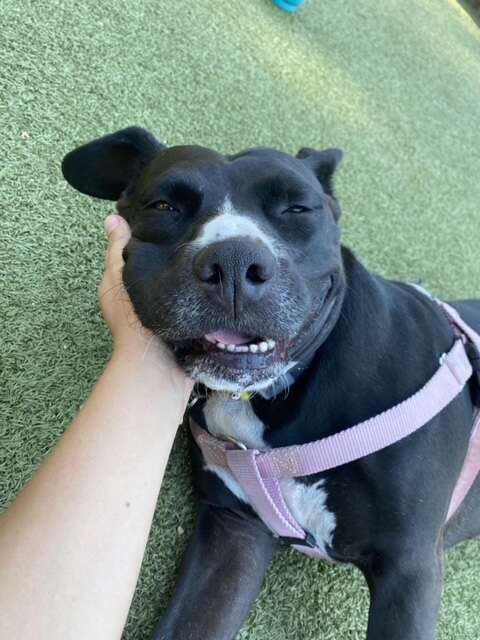 pit bull