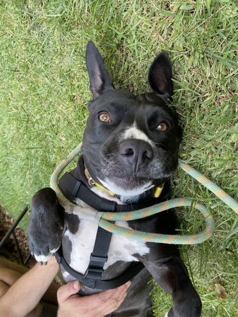 pit bull