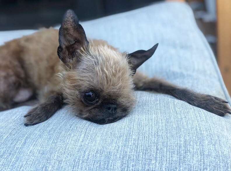 Brussels griffon with bat ears