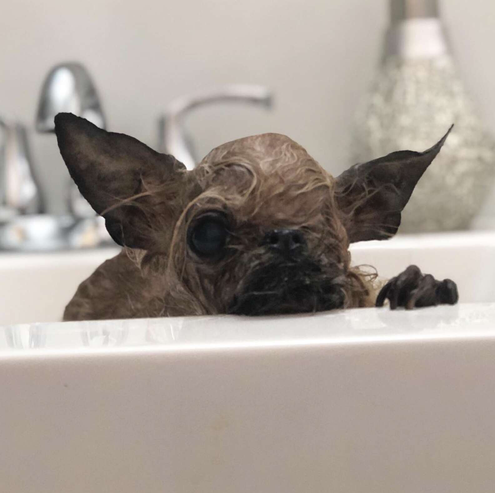 This Little Dog Looks Exactly Like A Fruit Bat - The Dodo