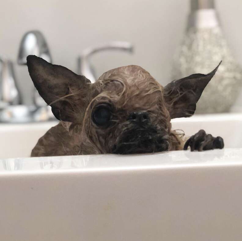 Dog looks like a bat in the bath