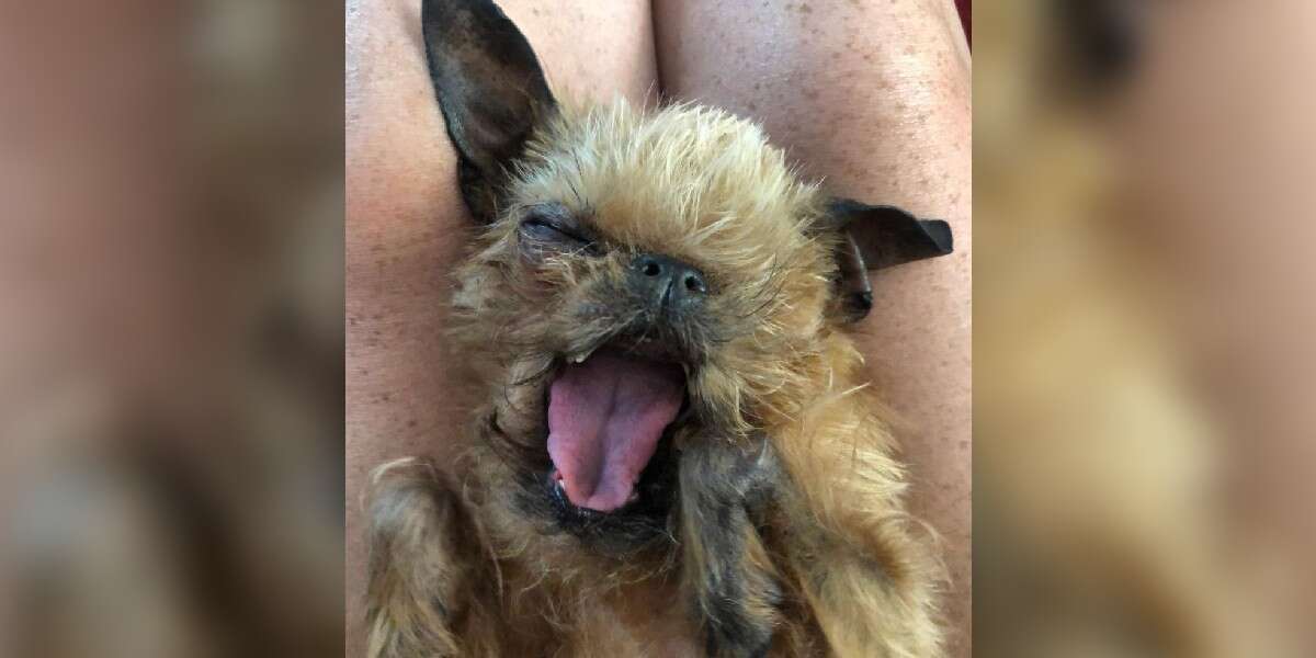 This Little Dog Looks Exactly Like A Fruit Bat - The Dodo