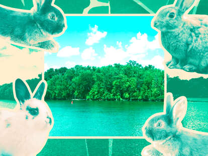 peacebunny island