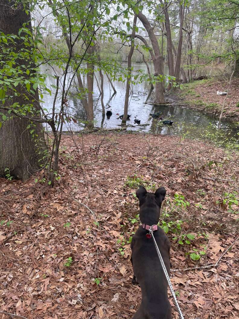 Guy finds an old dog grave in the middle of a park