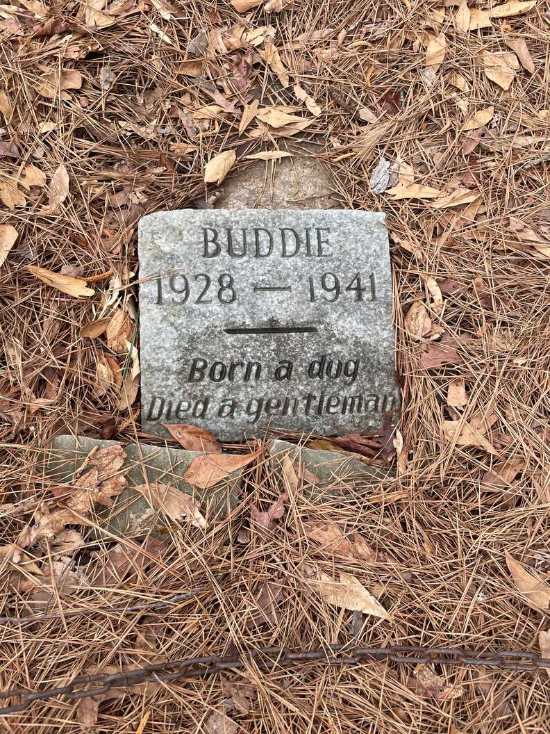 Buddie the dog's grave in Kiroli Park