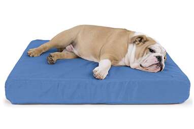 K9 ballistics tuff store memory foam bed