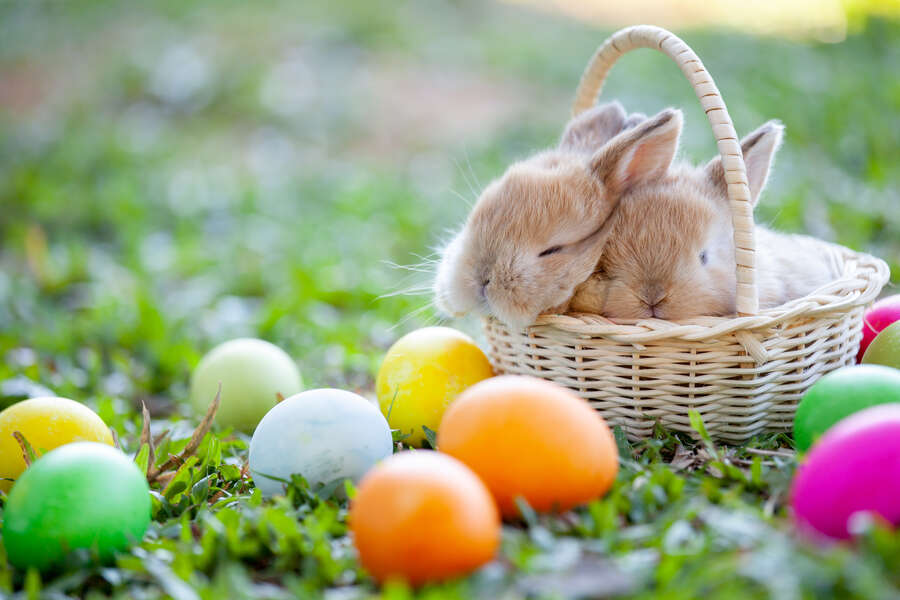 Easter Bunny Origins and the History of Easter - Seeker