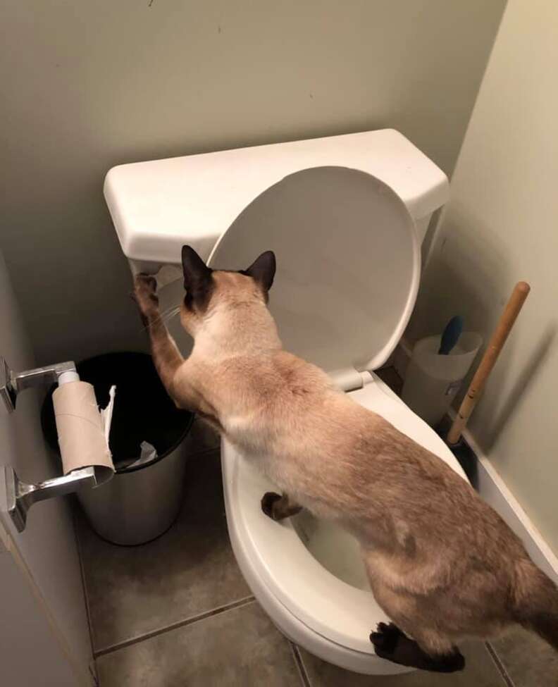 Toilet Obsessed Cat Will Do Anything To Get In One More Flush