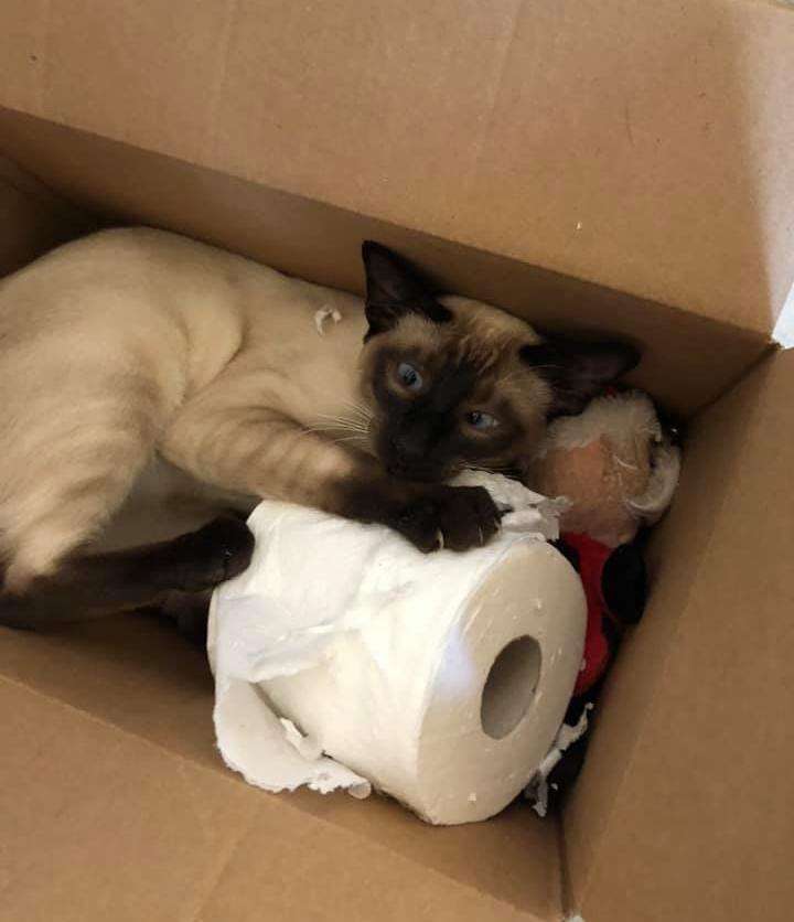 Cat steals toilet paper