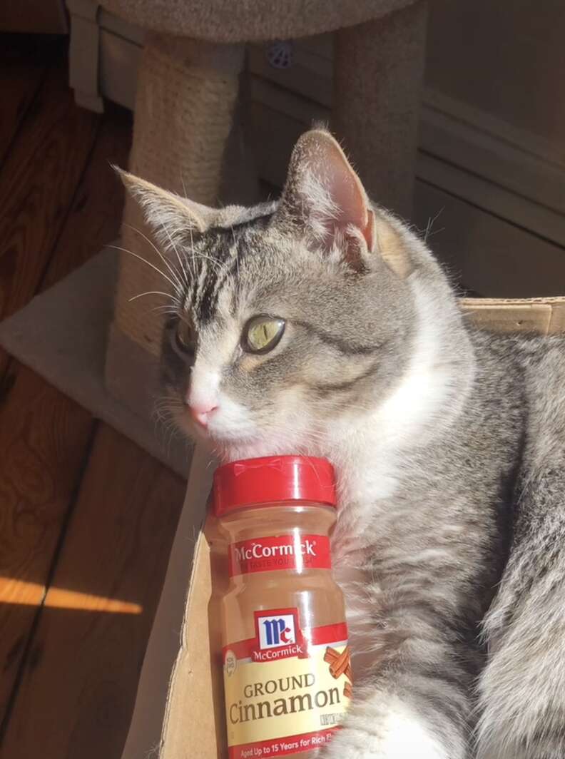 cat and cinnamon