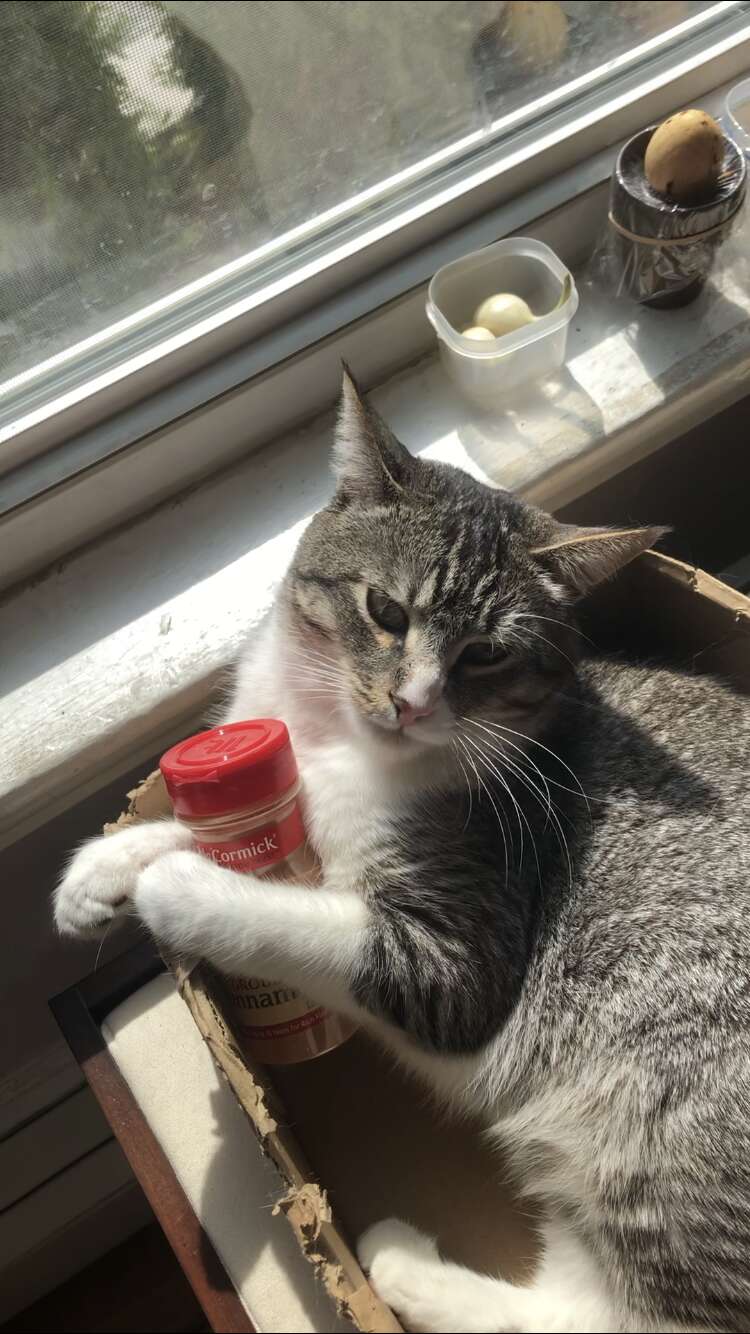 Cat clearance with bottle