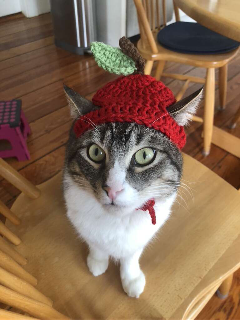 cute cat