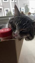 cat and cinnamon