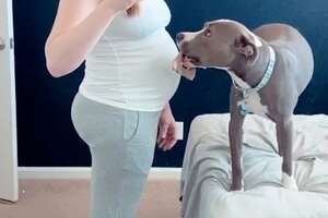 Pittie's Obsessed With Her Mom's Pregnant Belly