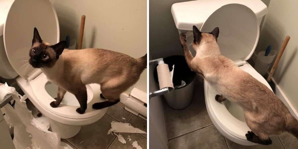 Toilet Obsessed Cat Will Do Anything To Get In One More Flush The Dodo