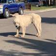 People Catch Stray Great Pyrenees Dog After Months Of Trying