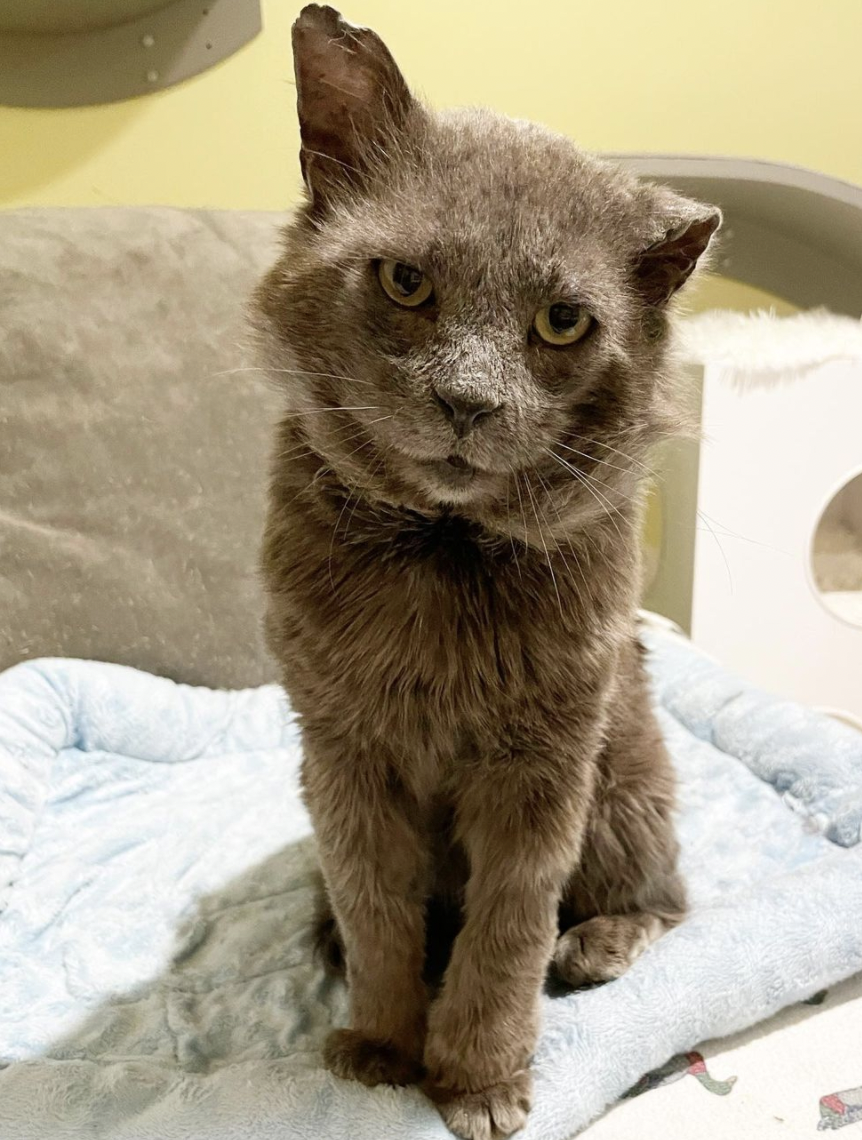 'Tough Guy' Cat Is Actually Just A Sweet Old Teddy Bear - The Dodo