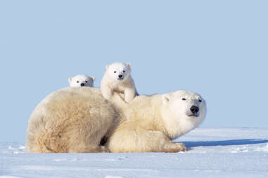 a momma polar bear with her cubs