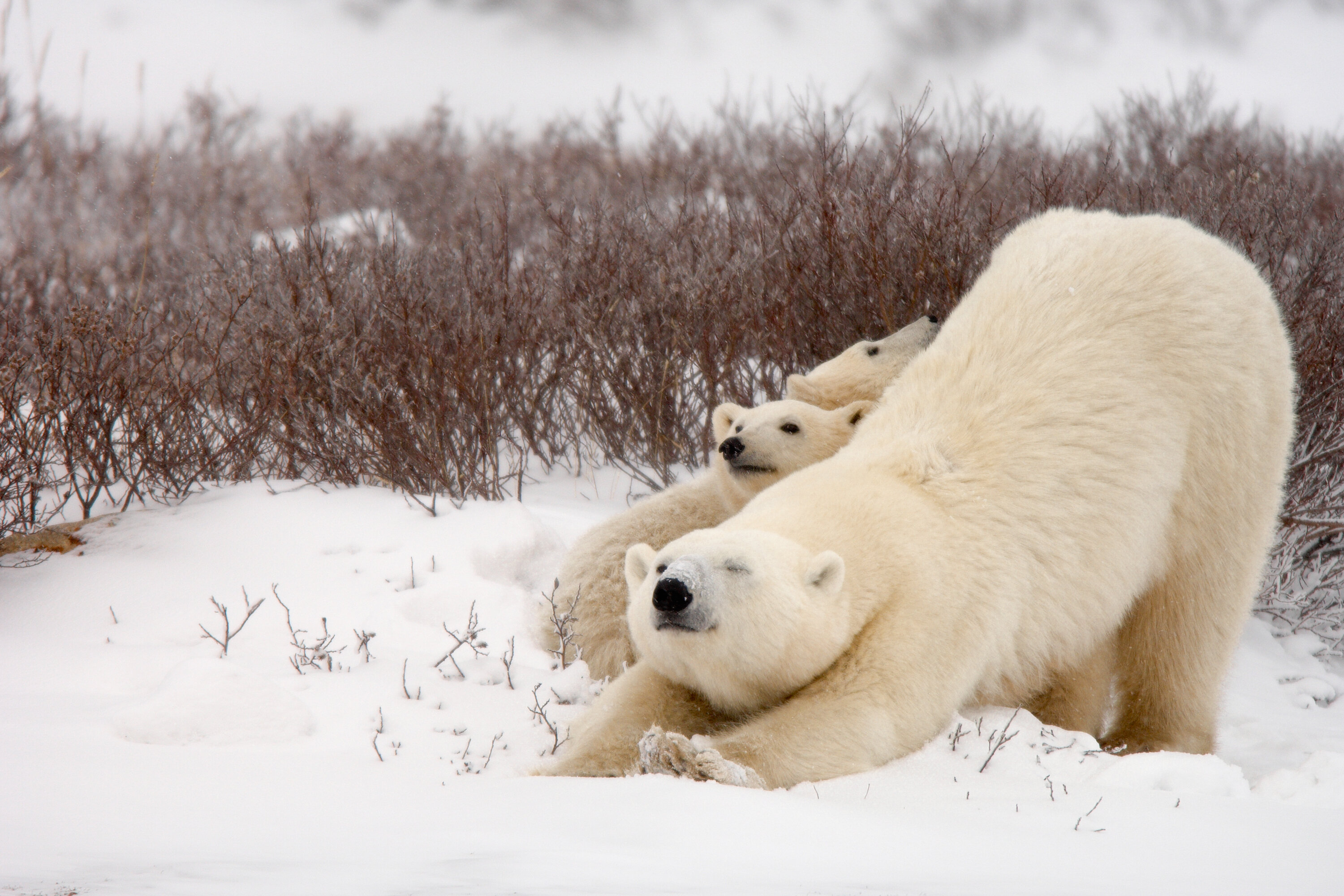 Spot Polar Bears and The Northern Lights All In One Trip