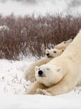 Spot Polar Bears and The Northern Lights All In One Trip