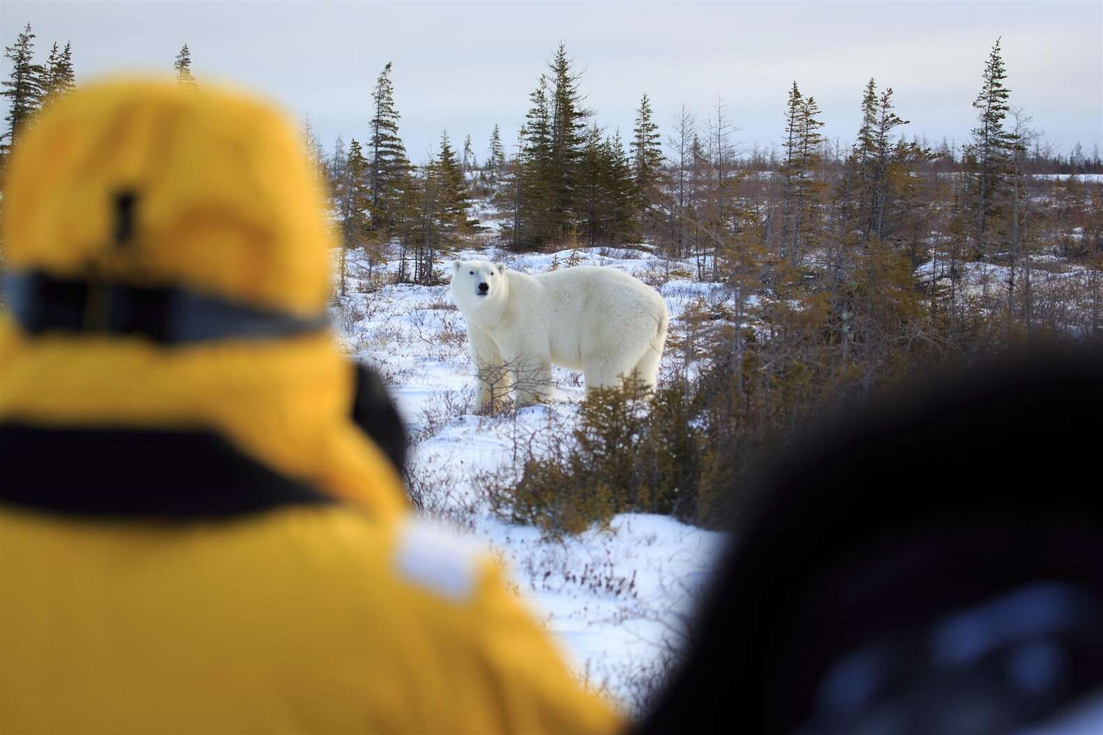 Photo courtesy of Churchill Wild