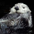 Sea Otters Threatened by Toxic Algae Blooms